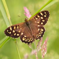 Speckled Wood 